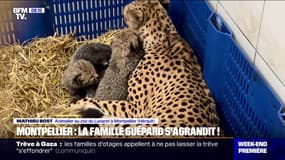 “C'est assez exceptionnel”: trois bébés guépards sont nés au zoo Montpellier