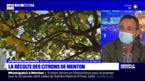 Alpes-Maritimes: quelles spécificités pour le citron de Menton?