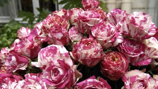 Les Français ont majoritairement offert des roses pour la fête des mères.