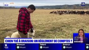 Chien tué dans les Alpes-de-Haute-Provence: un règlement de comptes?