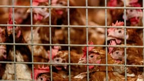 Des poulets confinés en raison de la grippe aviaire, le 23 octobre 2020 à Barneveld au sud-est d'Amsterdam au Pays-Bas