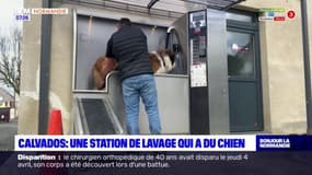 Calvados: une station de lavage pour chiens ouvre ses portes