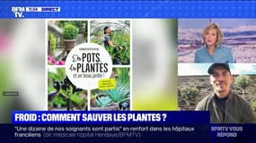 Comment sauver les plantes du froid? - BFMTV répond à vos questions