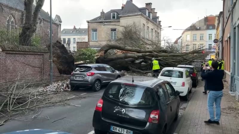 Tilleul arraché par Eunice à Lille.