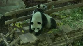 Grâce à son bébé panda, le zoo de Beauval bat des records d'affluence