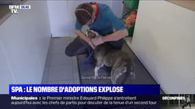 Le nombre d'adoptions d'animaux à la SPA de Brignais explose