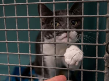Un chat abandonné attend d'être adopté dans un refuge de la SPA à Chamarande (Essonne) le 29 juillet 2021.