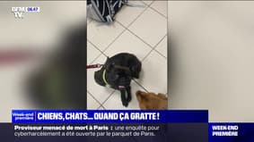 Chiens, chats... Comment se débarrasser des puces?