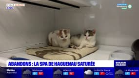 Abandons: la SPA de Haguenau saturée