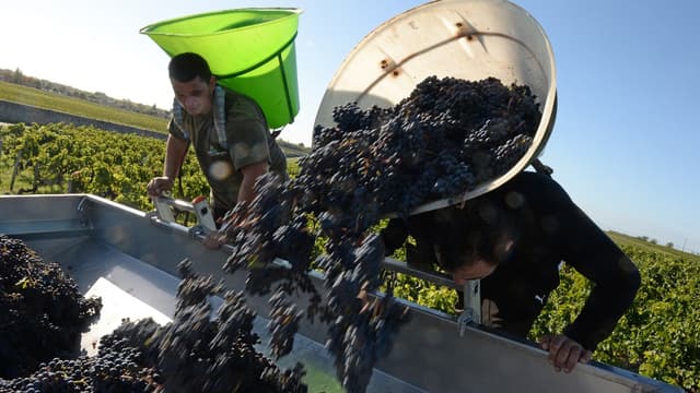 Les vignerons bordelais peuvent se frotter les mains.