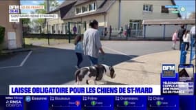 Seine-et-Marne: laisse obligatoire pour les chiens à Saint-Mard