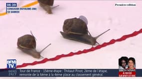 À vos marques, prêts, rampez ! En Angleterre, 150 escargots ont fait la course 