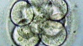 Image montrant la division cellulaire d'un embryon humain sur un écran de contrôle, dans le cadre d'un programme de procréation médicale assistée.