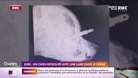 Eure: un chien retrouvé avec une lâme dans le crâne