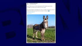 L'âne Joey, du sanctuaire de Devon (Angleterre), guéri après l'ingestion de litres de cola