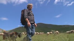 Dans le Mercantour, les éleveurs déplorent, comme chaque année, les attaques qui sont à l'origine de gros dégâts dans les troupeaux de moutons.