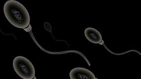 Les perturbateurs endocriniens causent des problèmes de fertilité.
