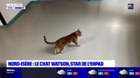 Watson, le chat star d'un Ehpad isérois qui donne le sourire aux résidents