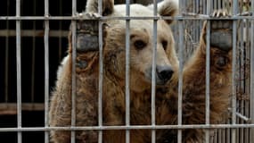 Lula l'ours oublié du parc animalier Al-Nour de Mossoul, le 28 mars 2017
