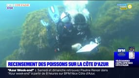 Côte d'Azur: des chercheurs recensent les espèces de poissons