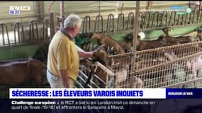 Sécheresse dans le Var: les éleveurs du département inquiets