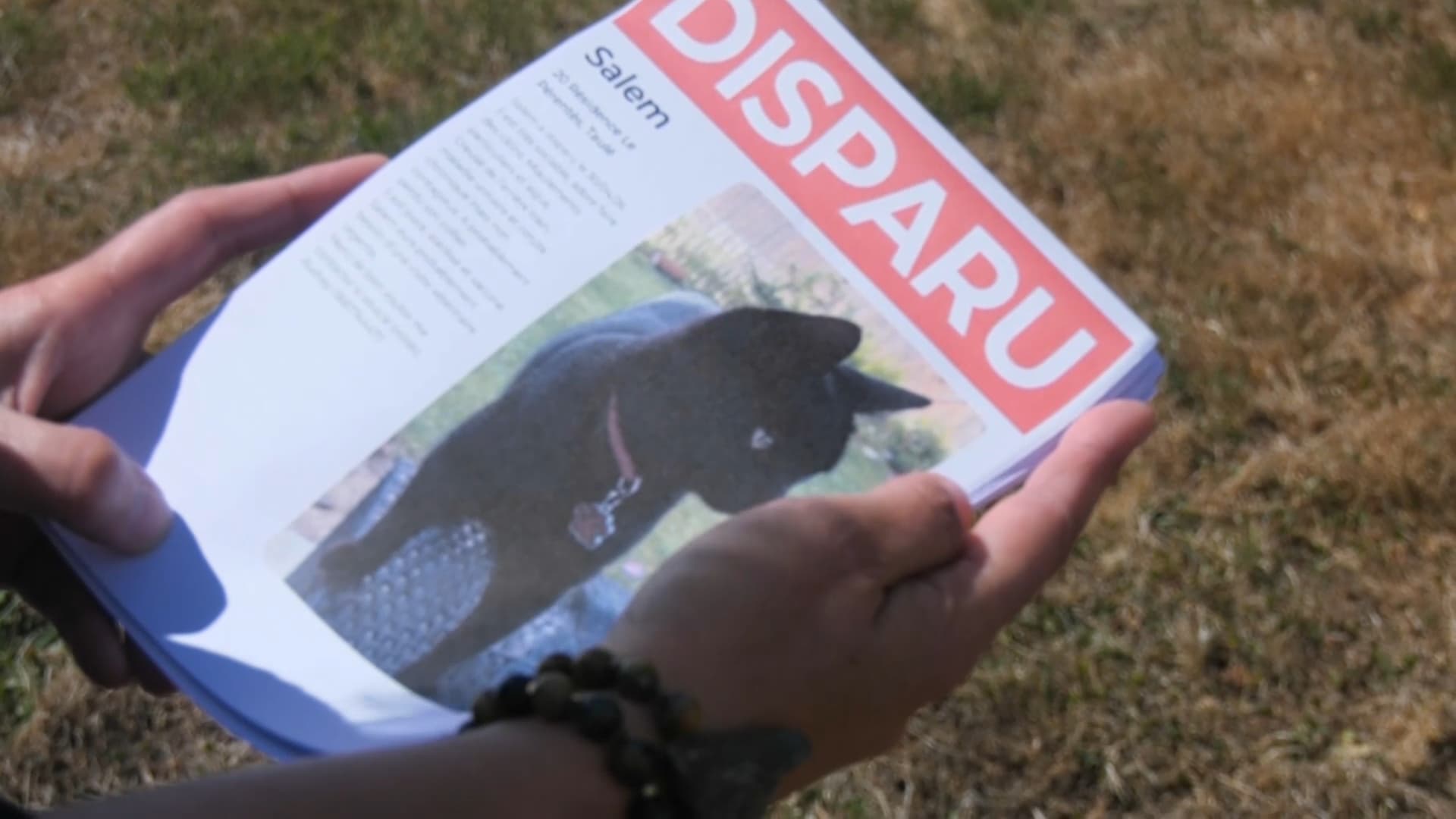 "On n'a pas de corps, on n'a rien": dans cette commune du Finistère, 11 chats ont disparu en l'espace de trois mois