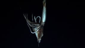 Le calamar géant filmé en juillet 2012 par les chaînes NHK et Discovery Channel