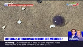 Littoral: attention au retour des méduses