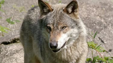 Il s'agit de la limite la plus occidentale où l'animal ait été observé depuis son retour naturel en France en 1992.