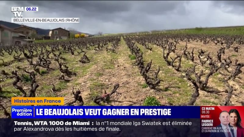 Beaujolais: des vignerons veulent monter en gamme et lancer des bouteilles 