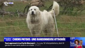 Une randonneuse secourue en hélicoptère après avoir été attaquée par des chiens patous