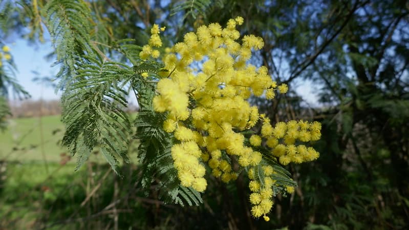 Du mimosa photographié le 14 février 2019 dans le Béarn (Pyrénées-Atlantiques). 