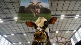 La vache normande "Oreillette" au salon de l'agriculture le 26 février 2024
