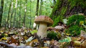 Un champignon de la variété des bolets au pied d'un arbre, en pleine forêt. 