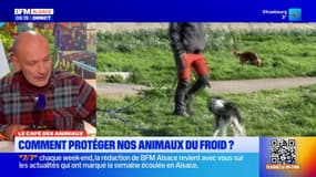 Le Café des Animaux: protéger nos compagnons face au froid