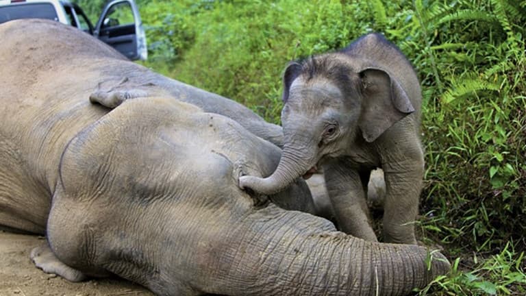 Les défenses de l'éléphant sont intactes, laissant entendre que le pachyderme n'avait pas été tué pour son ivoire, qui se vend pourtant cher au marché noir.
