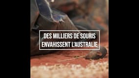 Des milliers de souris envahissent l'Australie