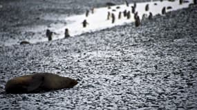 Un lion de mer et des pingouins en Antarctique. (Photo d'illustration)