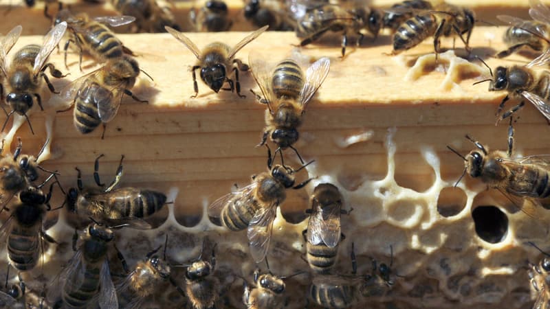 États-Unis: le gouvernement approuve l'utilisation du premier vaccin au monde pour les abeilles
