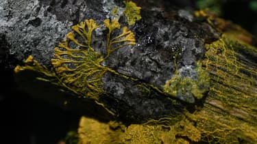Le blob, organisme photographié le 16 octobre 2019 au Parc zoologique de Paris.