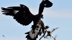 Un aigle attrape un drone en vol, image d'illustration