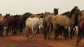 Dans des fermes situées en Argentine et en Uruguay, des juments sont avortées à répétition afin de fournir une hormone utilisée par les éleveurs européens. 