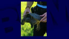Photo de la tortue serpentinea de 25 cm retrouvée sur le canal du midi
