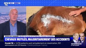 Chevaux mutilés: la cause humaine très minoritaire, la Fédération française d'équitation évoque un "emballement médiatique"