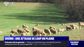 Dans la Drôme, une attaque de loup en plaine a décimé un troupeau de brebis