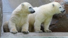 31 espèces animales, dont les ours polaires, ont été ajoutées à la liste des espèces migratrices protégées par la Convention de Bonn.