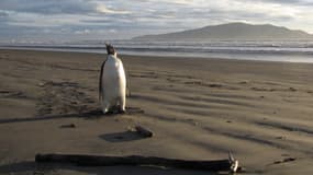 Un manchot empereur sur une plage de Wellington, en Nouvelle-Zélande, en 2011