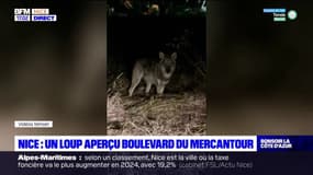 "C'est une chance d'observer ça ici": un loup aperçu aux portes de Nice, boulevard du Mercantour