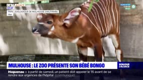 Mulhouse: le zoo présente son bébé bongo