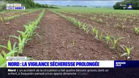 Nord: la vigilance sécheresse prolongée jusqu'en septembre